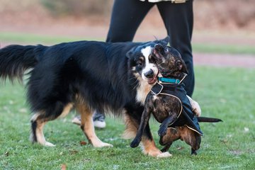 Bild 76 - Hundeshooting